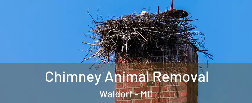  Chimney Animal Removal Waldorf - MD
