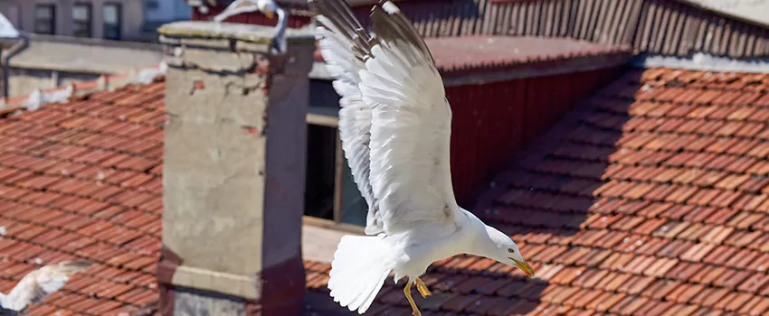 Residential Chimney Animal Removal Solution in Waldorf, MD